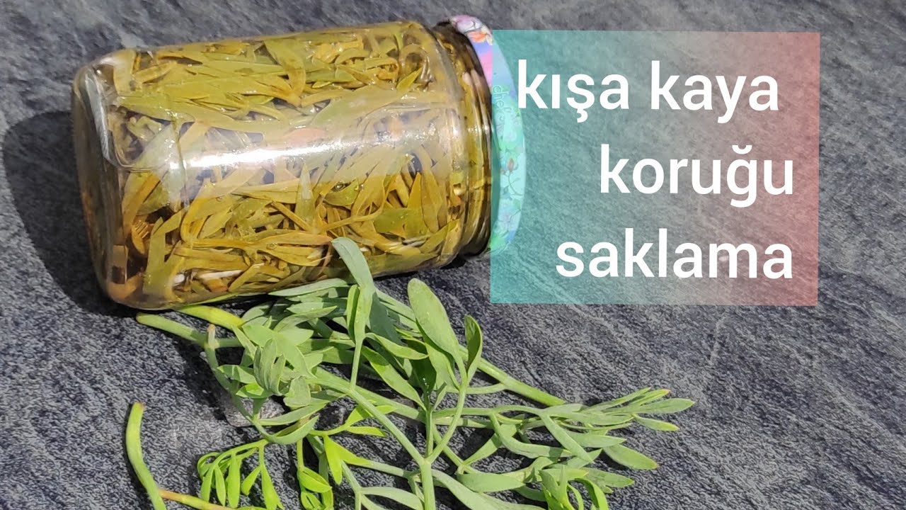 Kaya koruğu nasıl saklanır? Turşusu salamurası nasıl yapılır? 😋🤗