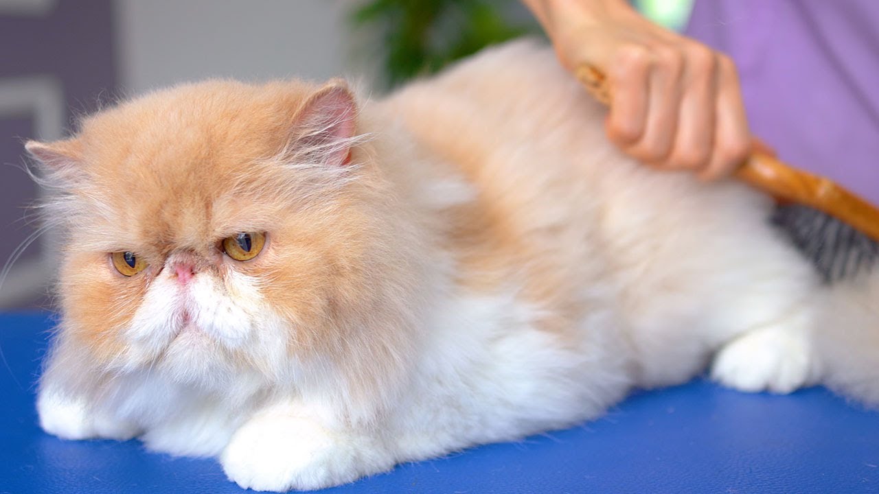 Это заставит вас хотеть, чтобы кот смотрел это видео!😻🛁✂️❤️