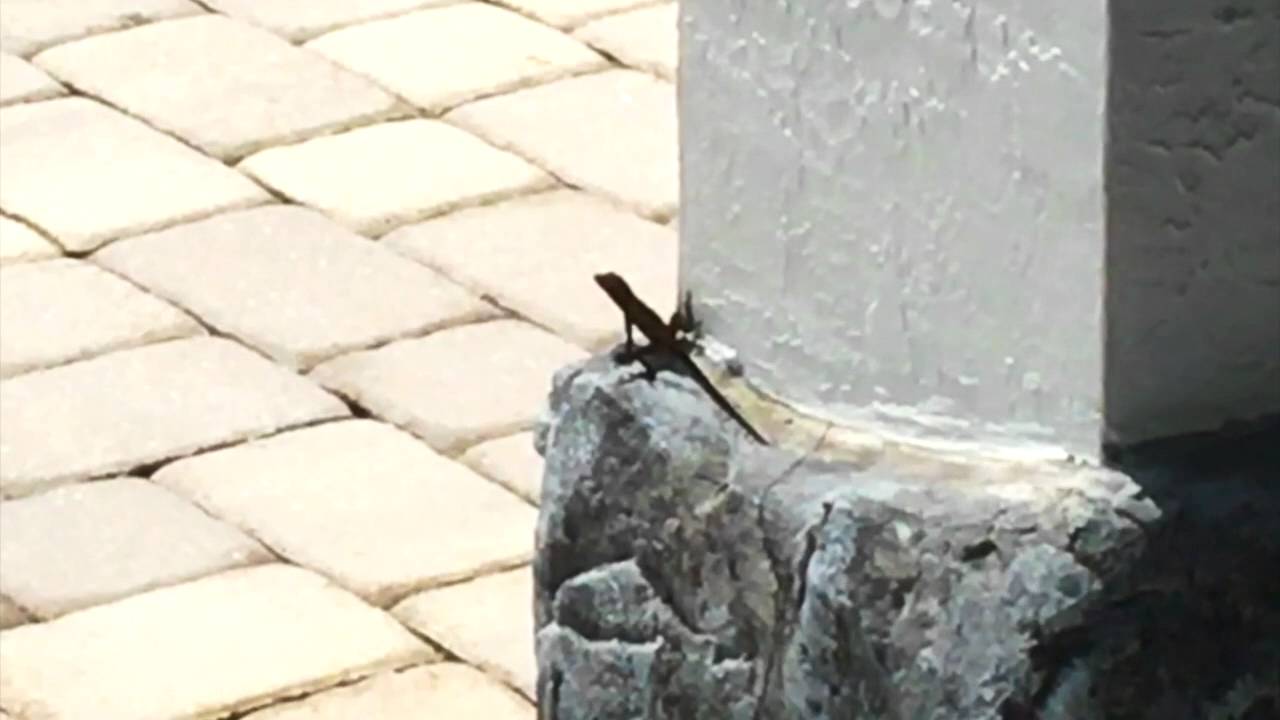 Not Jumping But Pumping Jack The Leaping Lizard?  IMRAN&trade;