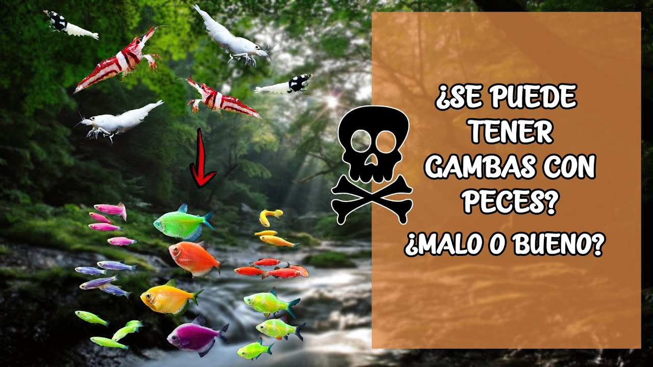 ¿¡GAMBAS con PECES!? - ¿SE PUEDE o NO SE PUEDE? 🦐 | AcuariosLP