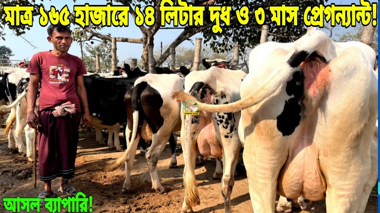 মাত্র ১৩৫ হাজারে ১৩ লিটার দুধ ও ১৬৫ হাজারে ১৪ লিটার দুধ ও ৩ মাসের প্রেগন্যান্ট গাভী! চেক গ্যারান্টি!