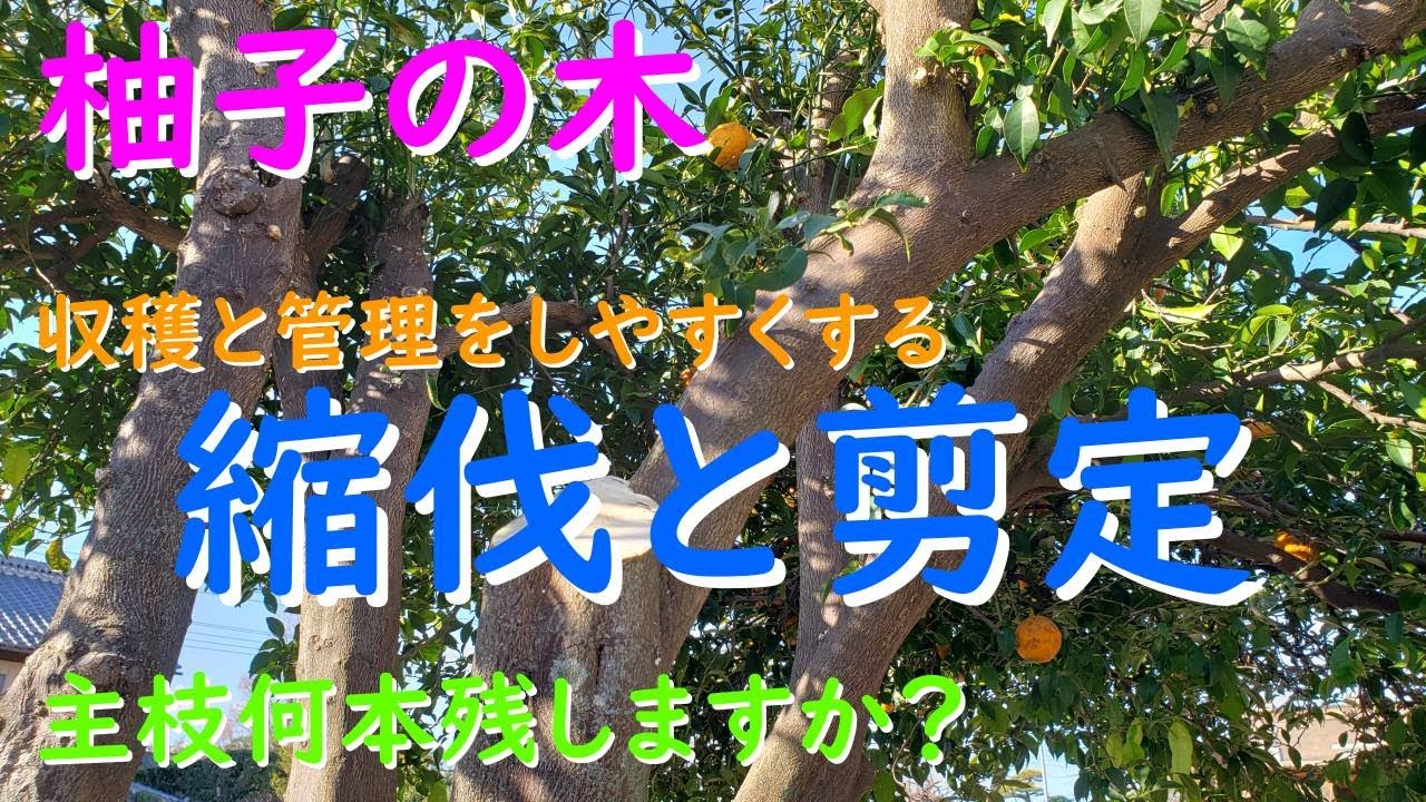 ゆずの木を剪定します（収穫しやすく通気性と光を入れる縮伐と剪定）