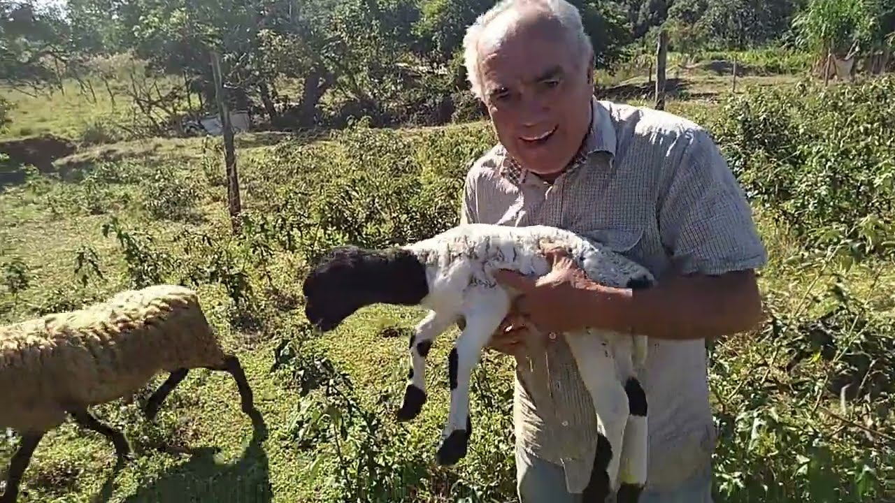 PARTE II:  CRIAÇÃO DE CABRAS E OVELHAS .SISTEMA SIMI INTENSIVO. COMO FAZER  CORRETAMENTE O ESTÁBULO.