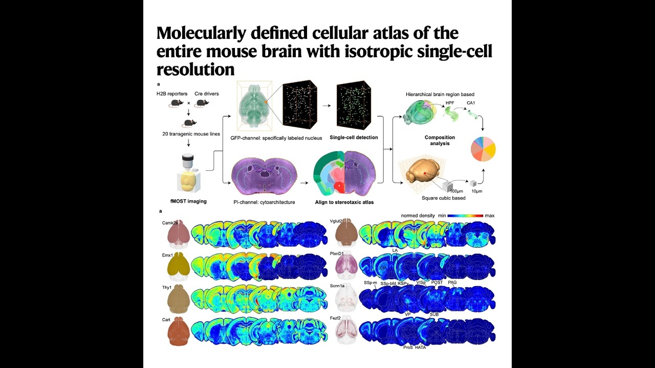 595-Celluar Atlas of the Entire Mouse Brain