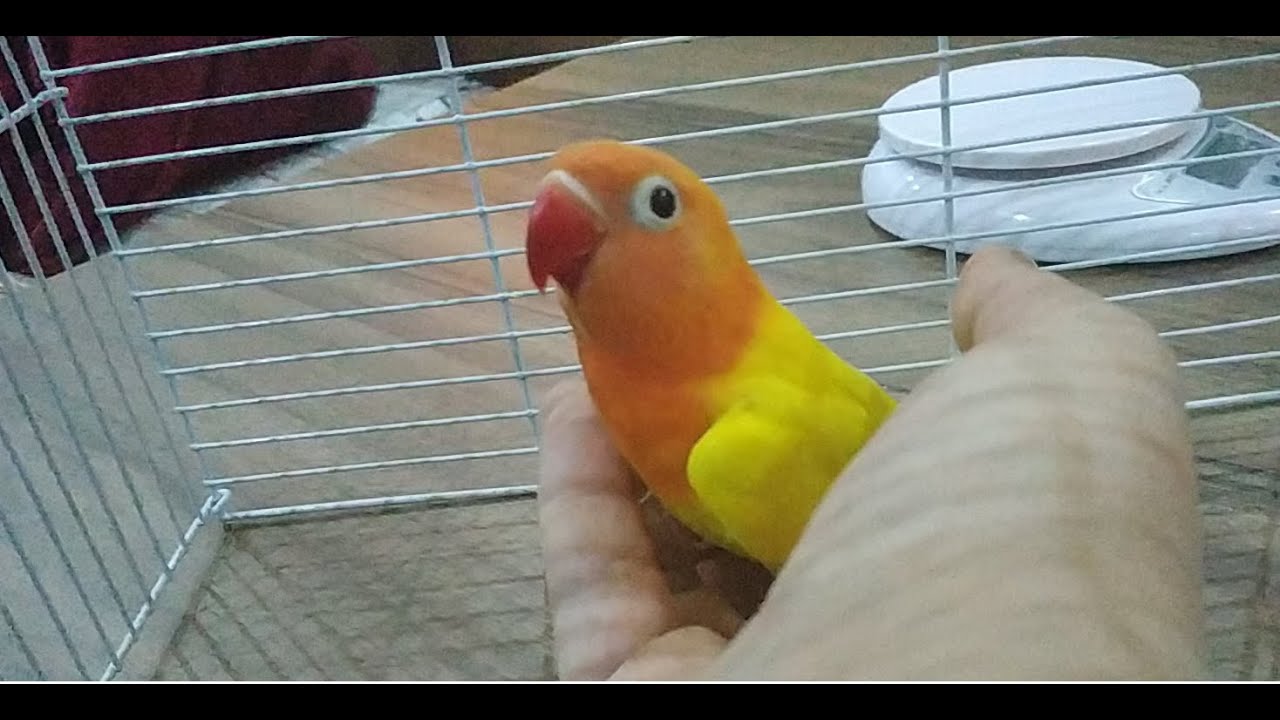 PAPAĞAN YAVRUSU NASIL ALIŞTIRILIR?🐥🐤