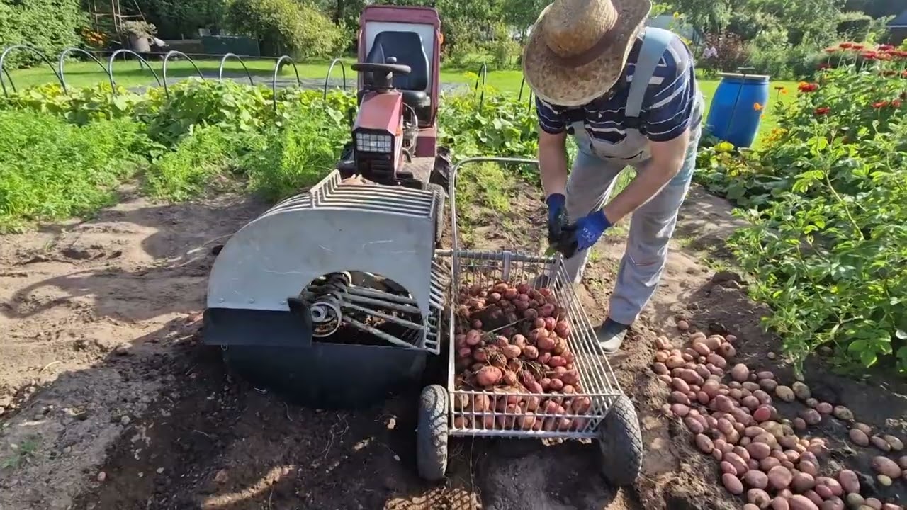 Копка картошки 2025! Potato digging 2025!