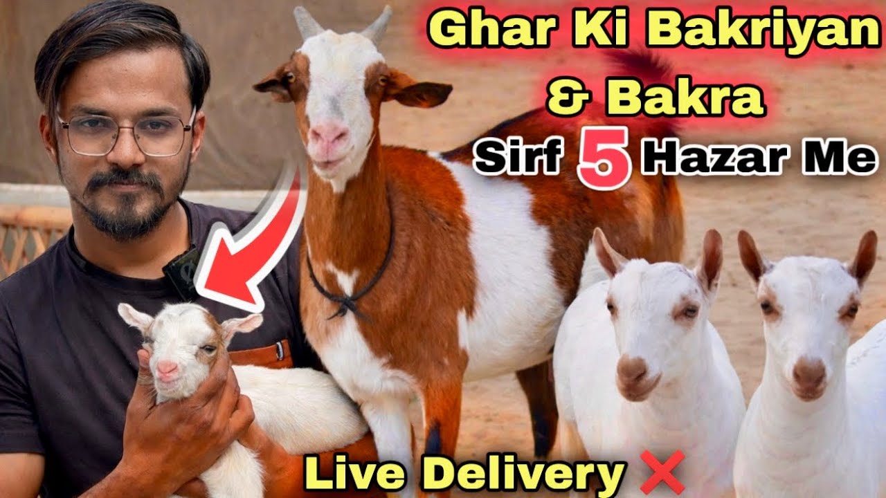 Sirf 5 Hazar Me 🚨 North Karachi Ki Rooftop Per Teddy Bakriyan Ka Shoq 😍 | Bakra Mandi 