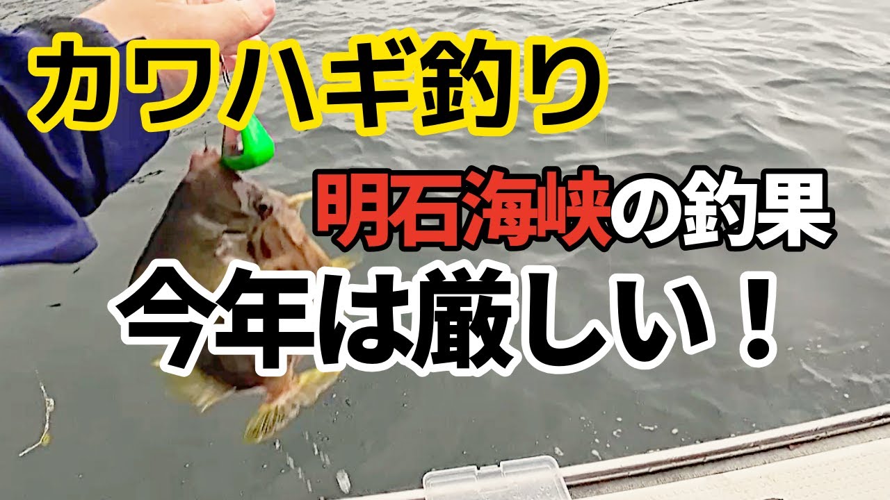 【カワハギ釣り】釣果9匹で下位沈没。直後に聞いたプロの解説が「今年のカワハギ攻略」の答えそのものだった。