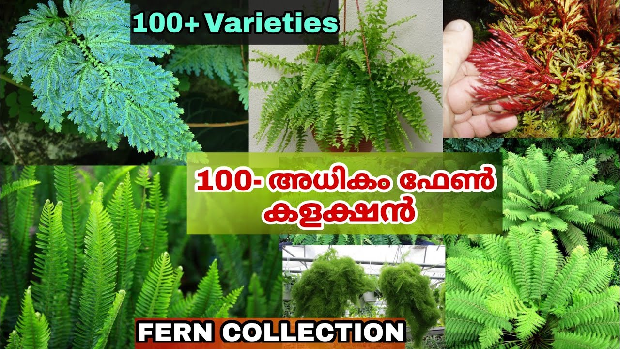 100-ൽ അധികം വരുന്ന ഫേൺ ചെടികളുടെ അതിമനോഹരമായ ശേഖരം || FERN PLANT CARE || Plant care malayalam