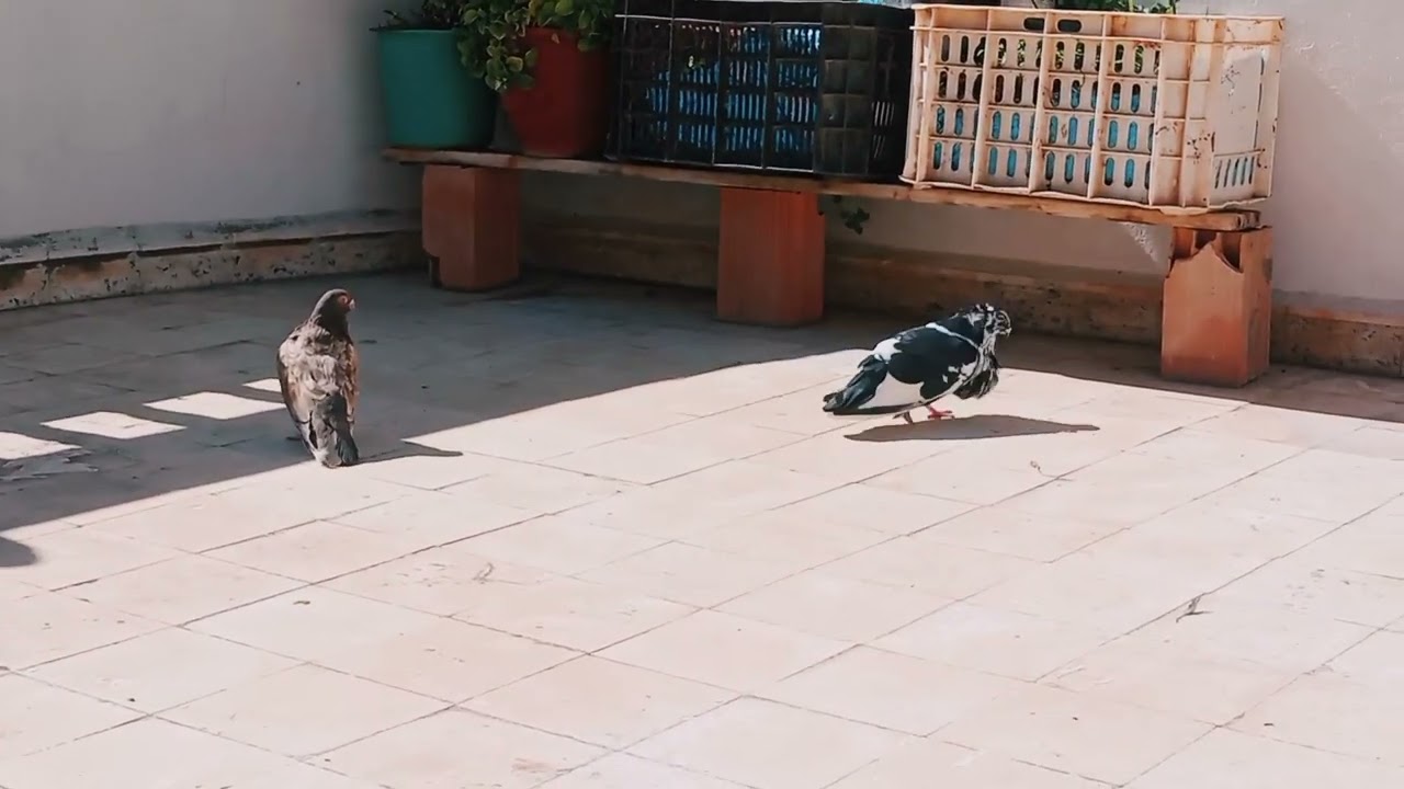 مفاجأة اليوم وصول حمامة جديدة القناة من نوع الرفينو:عندTarikpigeon 🕊️👑💪