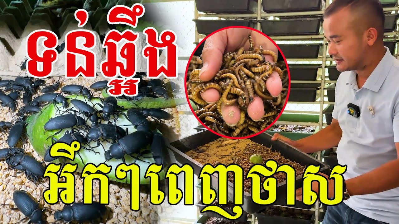 ទន់ល្មើយ ចិញ្ចឹមប្លែកមែនពូ រអឹកៗពេញថាស