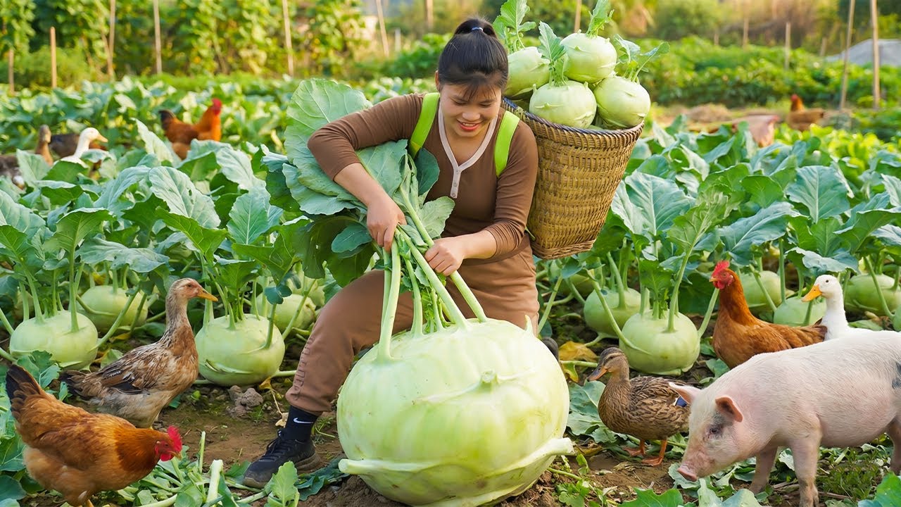 Harvesting 1000+kg GIANT Green Kohlrabi on The Field, Goes To Market Sell, Care Chickens and Pigs