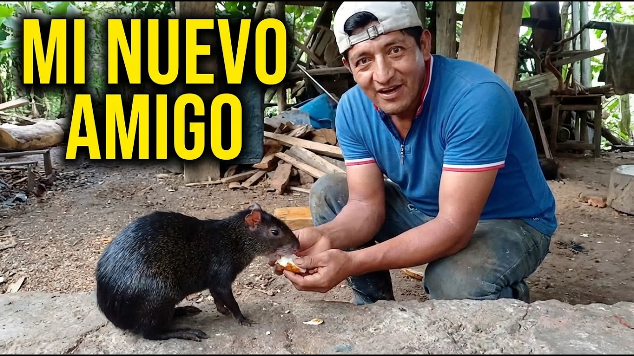Mi rutina diaria alimentando este roedor salvaje del Amazonas