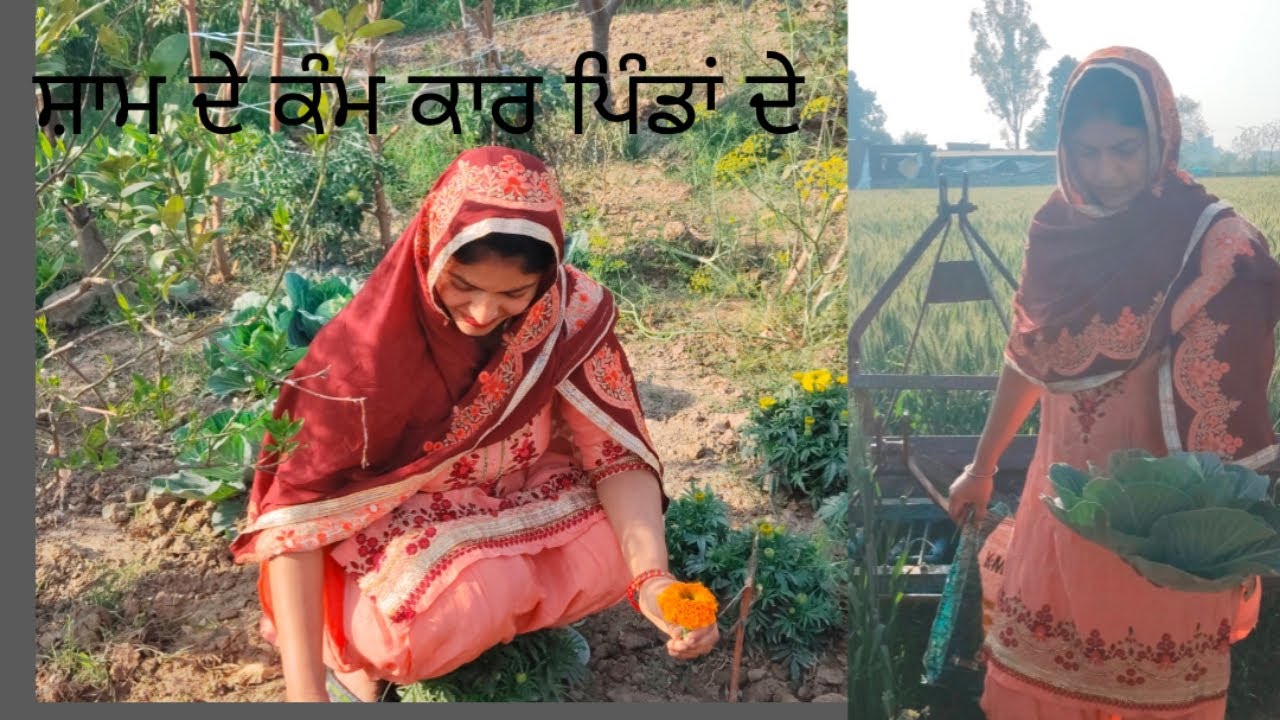 ਸ਼ਾਮ ਦੇ ਕੰਮ ਕਾਰ ਪਿੰਡਾਂ ਦੇ ,  by Kaur Punjabi Channel ❤️❤️