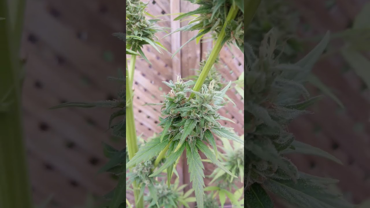9-12 foot tall monster weed