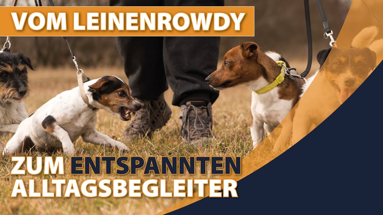 Erste Hilfe für eskalierende Hundebegegnungen - so arbeitet ein Hundetrainer mit Leinenpöblern
