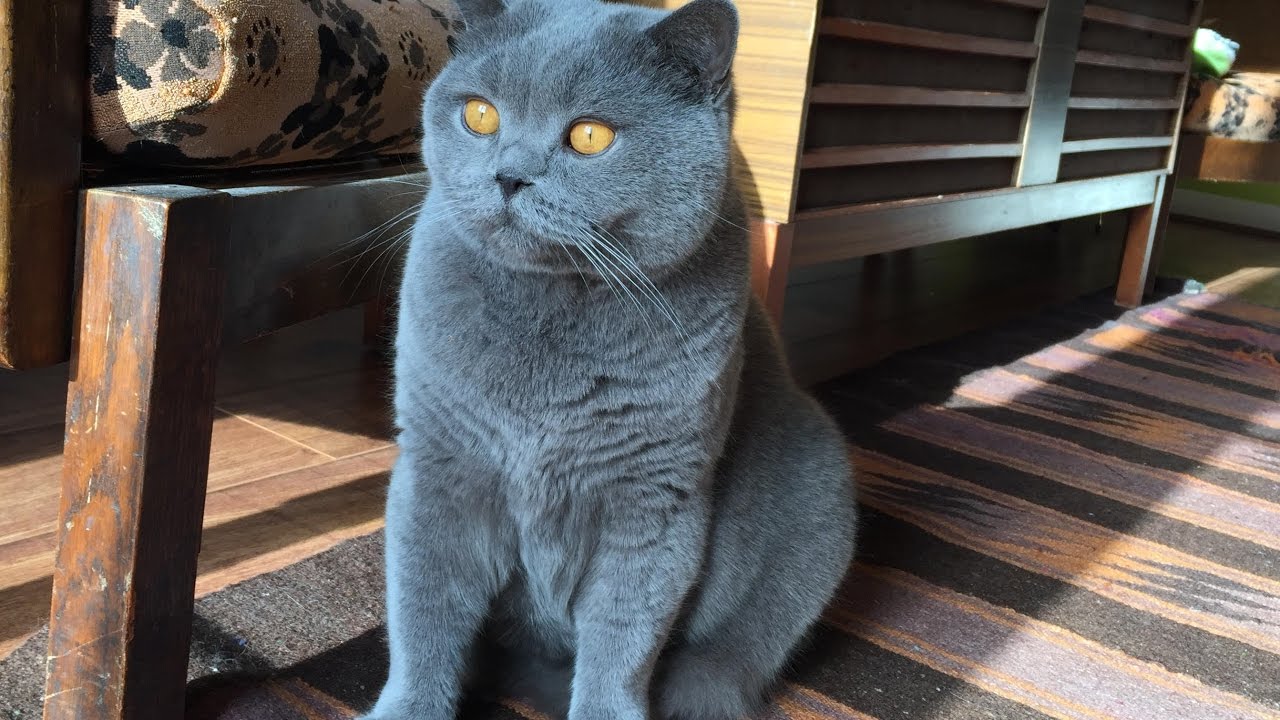 Coconut. Blue British Shorthair. Loves Brushing