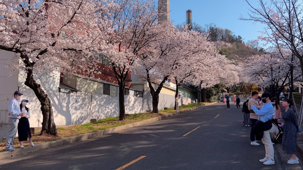 [4K] 한산한 평일 오후, 벚꽃명소 대구 이월드의 벛꽃터널 산책