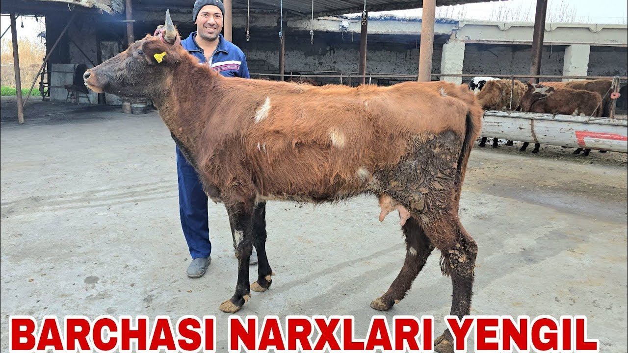 Maxmud akadan yangi partiya ona bola sigirlar va bo'g'ozlar 3 марта 2026 г.