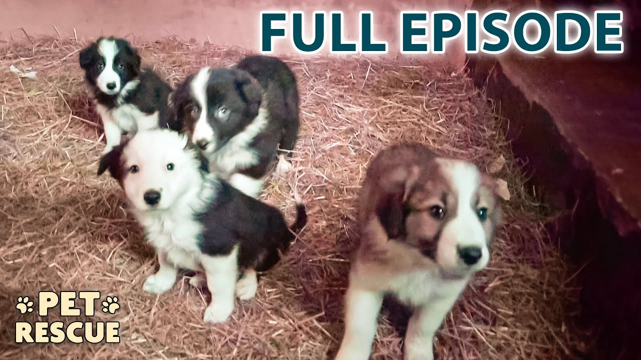 The Dark Truth About Puppy Farms | The Dog Rescuers - Season 2 Episode 1