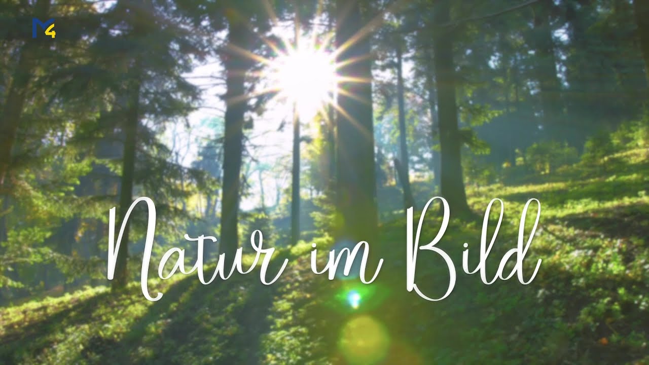 Natur im Bild - Mostviertler Weidegans