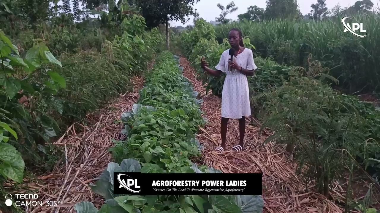 Unlocking the hidden potential of Regenerative agroforestry in healing the planet