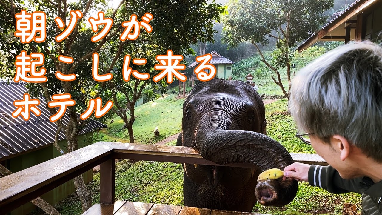 【海外ドライブ旅】チェンマイの山側！ゾウと触れ合えるホテル【Chiang Mai Elephant Friends（チェンマイエレファントフレンズホテル）】