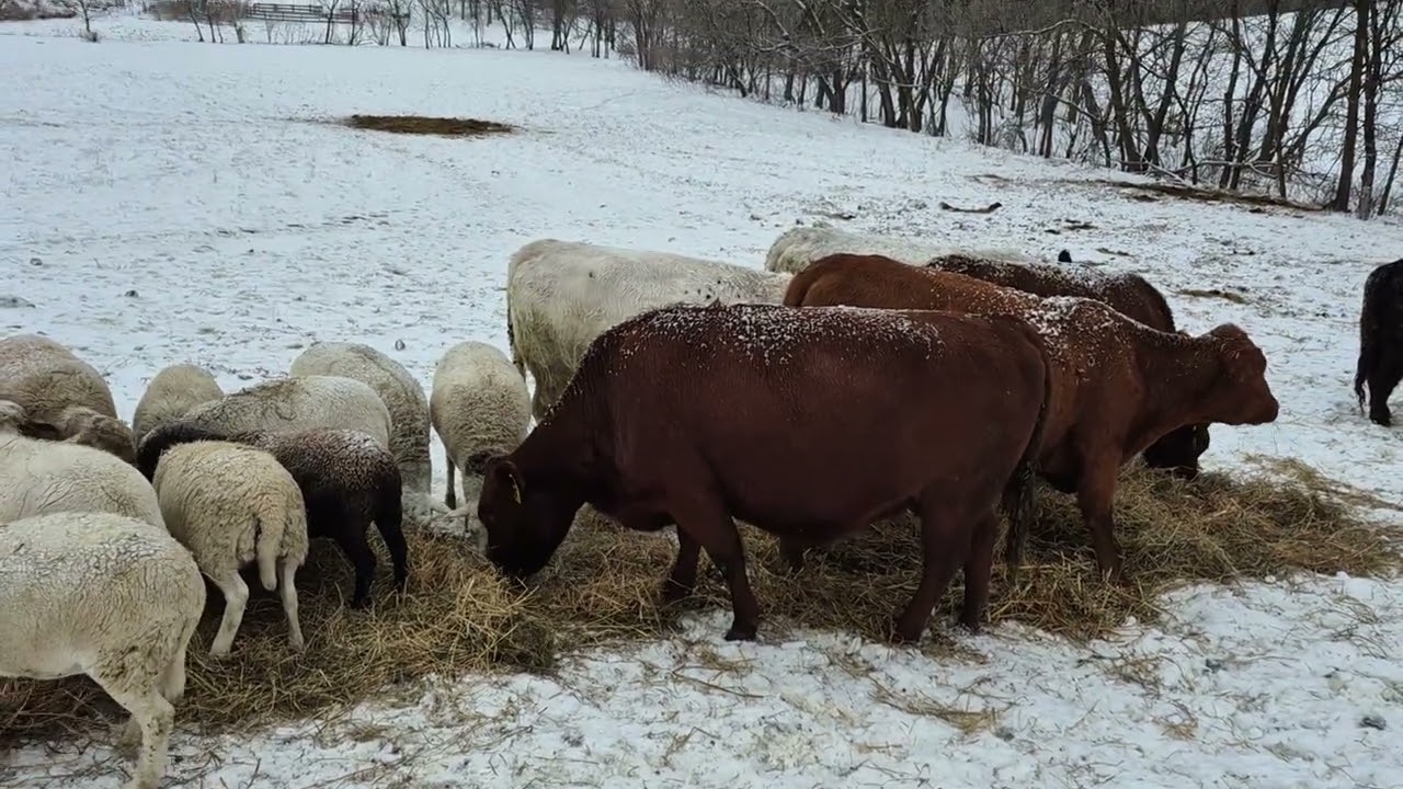Bad Weather - Building a Barn?