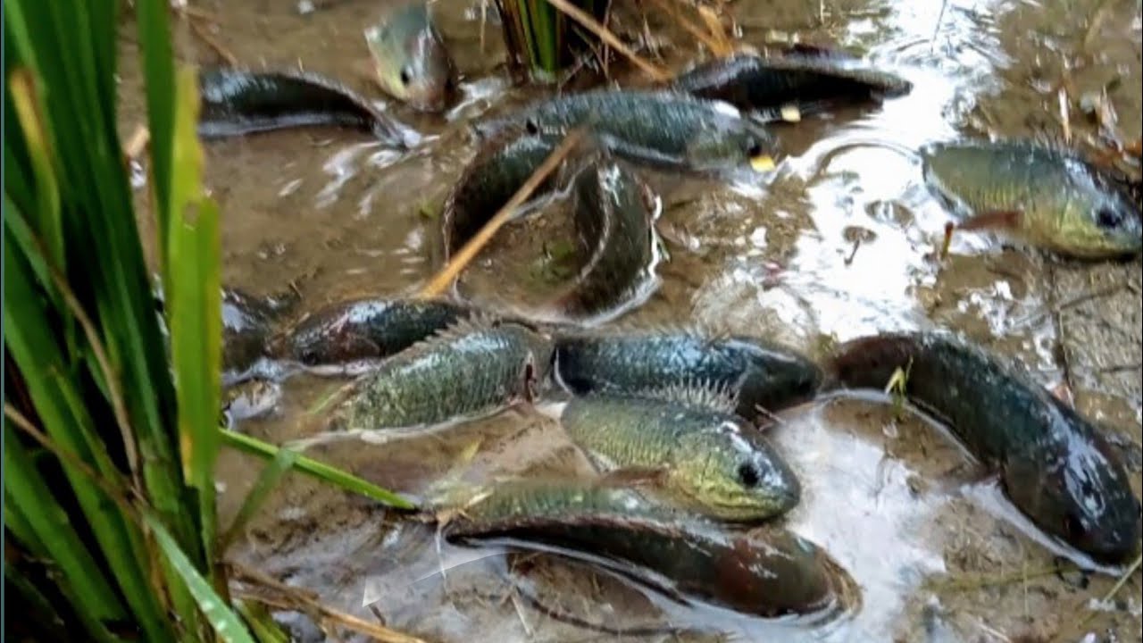 Setelah Kering !! Lihat Sawah Ini Banyak Benar Ikan Nya. Mencari Ikan Di Sawah .