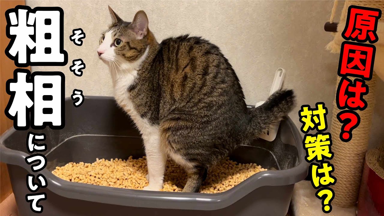 猫の粗相の原因と対策。2022年6月27日時点での経過報告