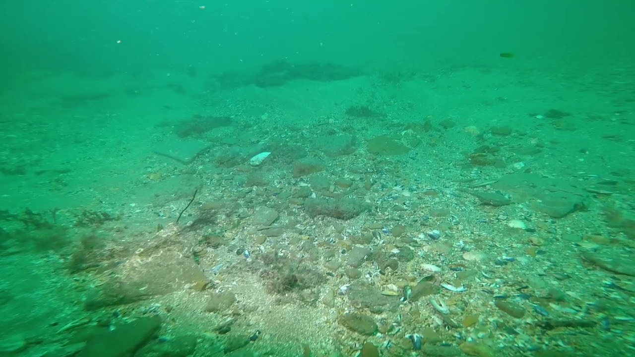 Maerl, A Drift Dive off Dancing Ledge: When Gravel Is Not Gravel.