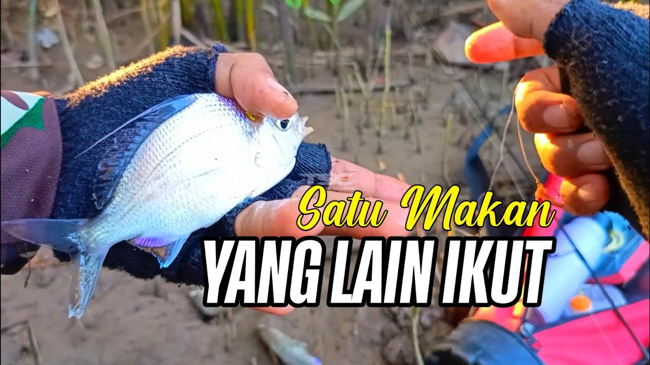 Full strike !!! Ikan kapas kapas banyak disini.. Dimanapun titiknya pasti banyak