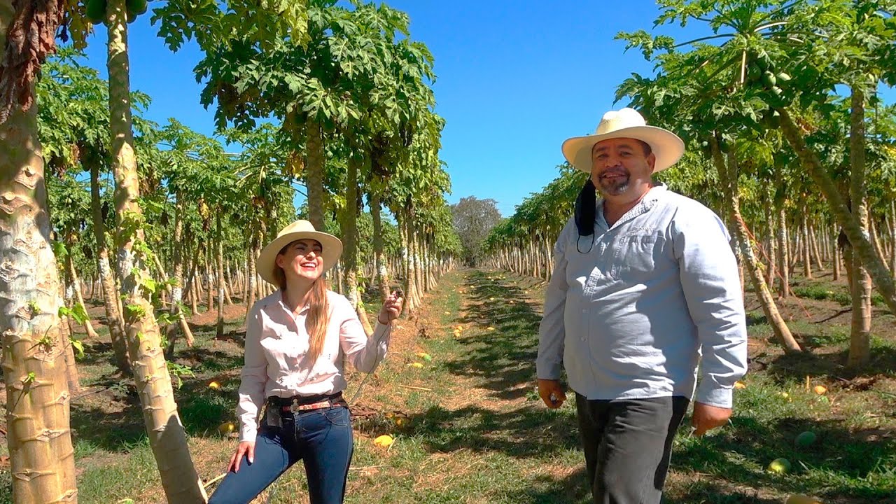 La PAPAYA mas DULCE cortada con AMOR - ALMA Coronel