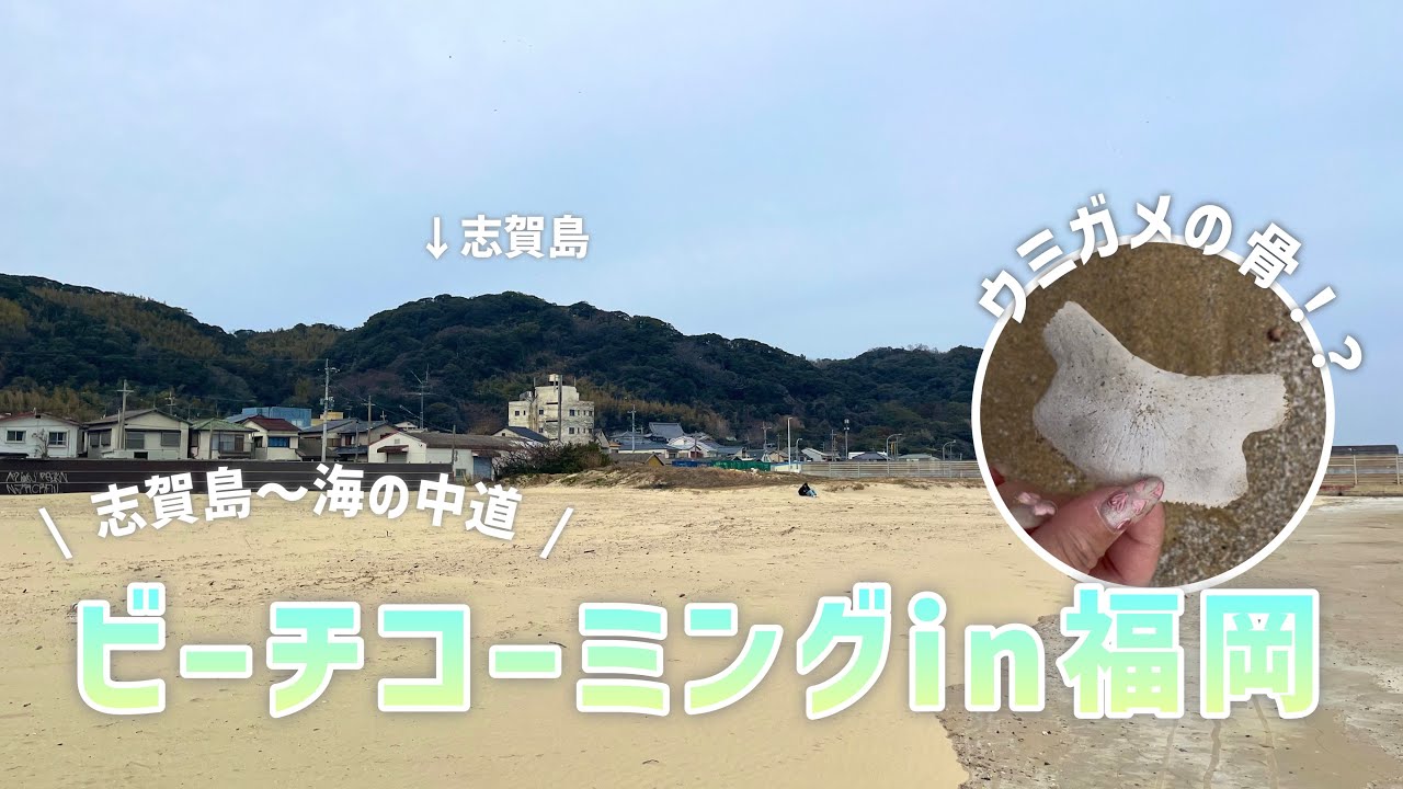 【ウミガメの骨も】福岡でビーチコーミング！志賀島〜海の中道