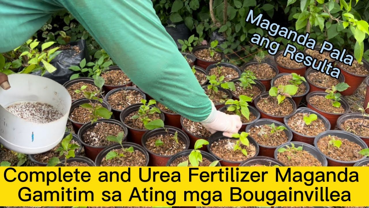 Complete and Urea Fertilizer Maganda Gamitim sa Ating mga Bougainvillea