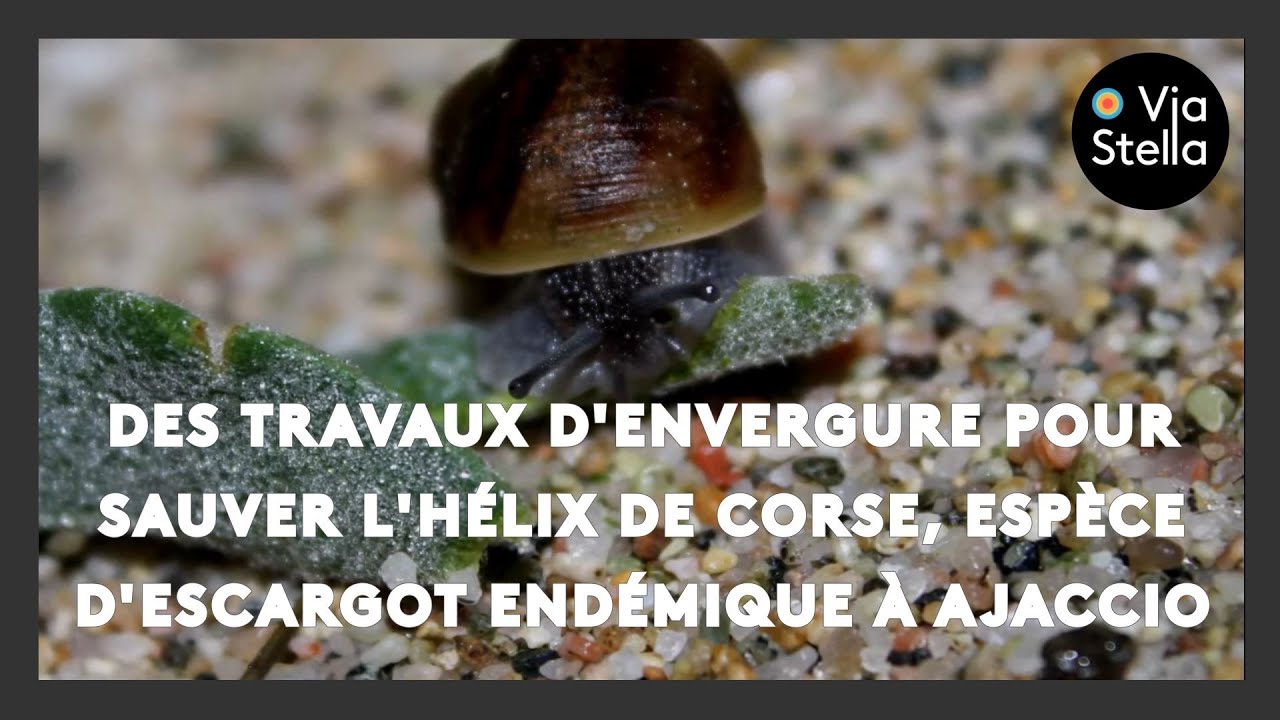 Des travaux d'envergure pour sauver l'Hélix de Corse, espèce d'escargot endémique à Ajaccio