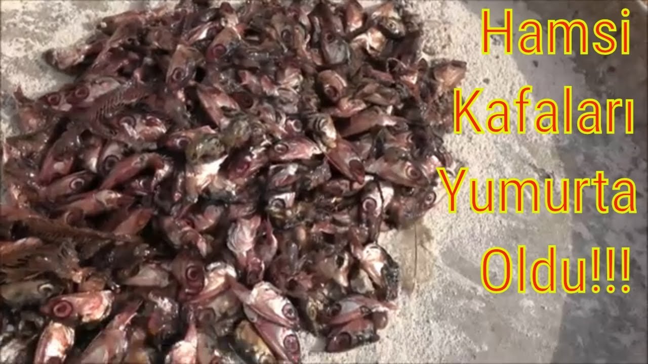 Tavuklar Balık Yer mi? 🐓 🐠