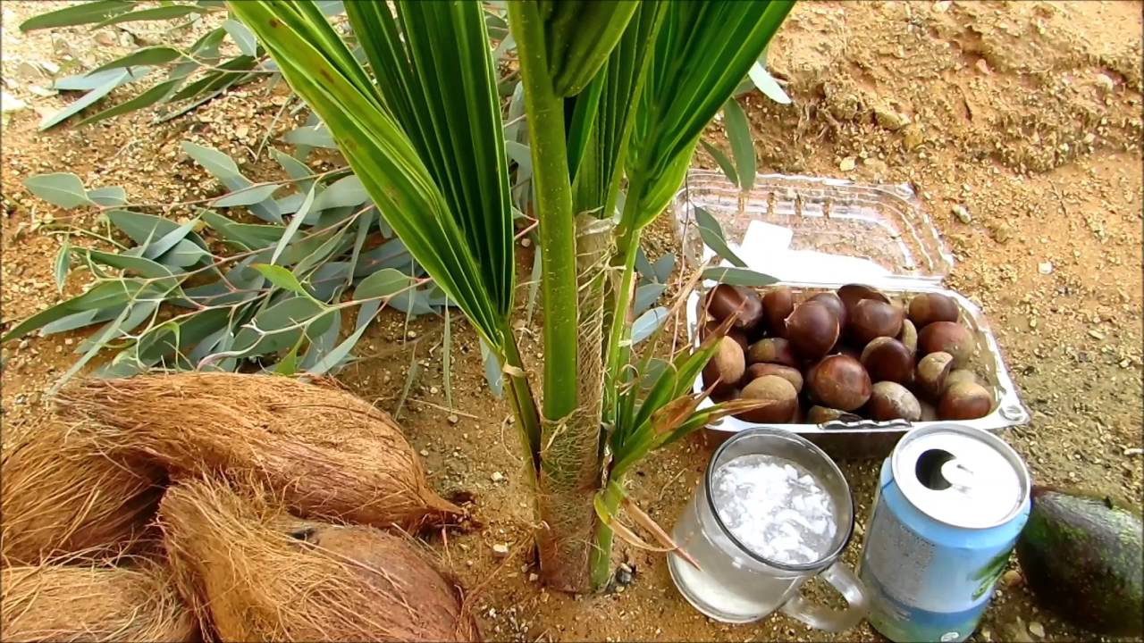 coconut زراعة جوز الهند في الصحراء