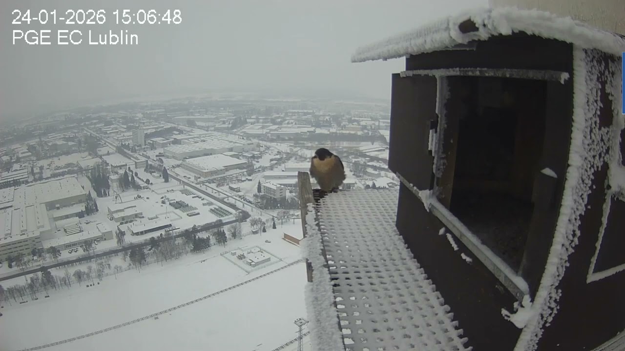 24 01 26 Ziuta przez chwilę na kracie