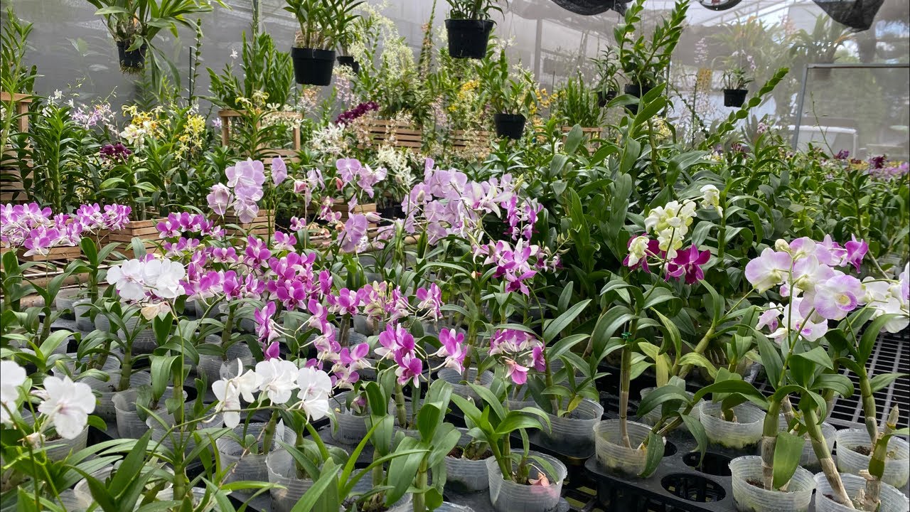 🔴LIVE KEBUN 😻Spesial anggrek super koleksian harga murah 🥰