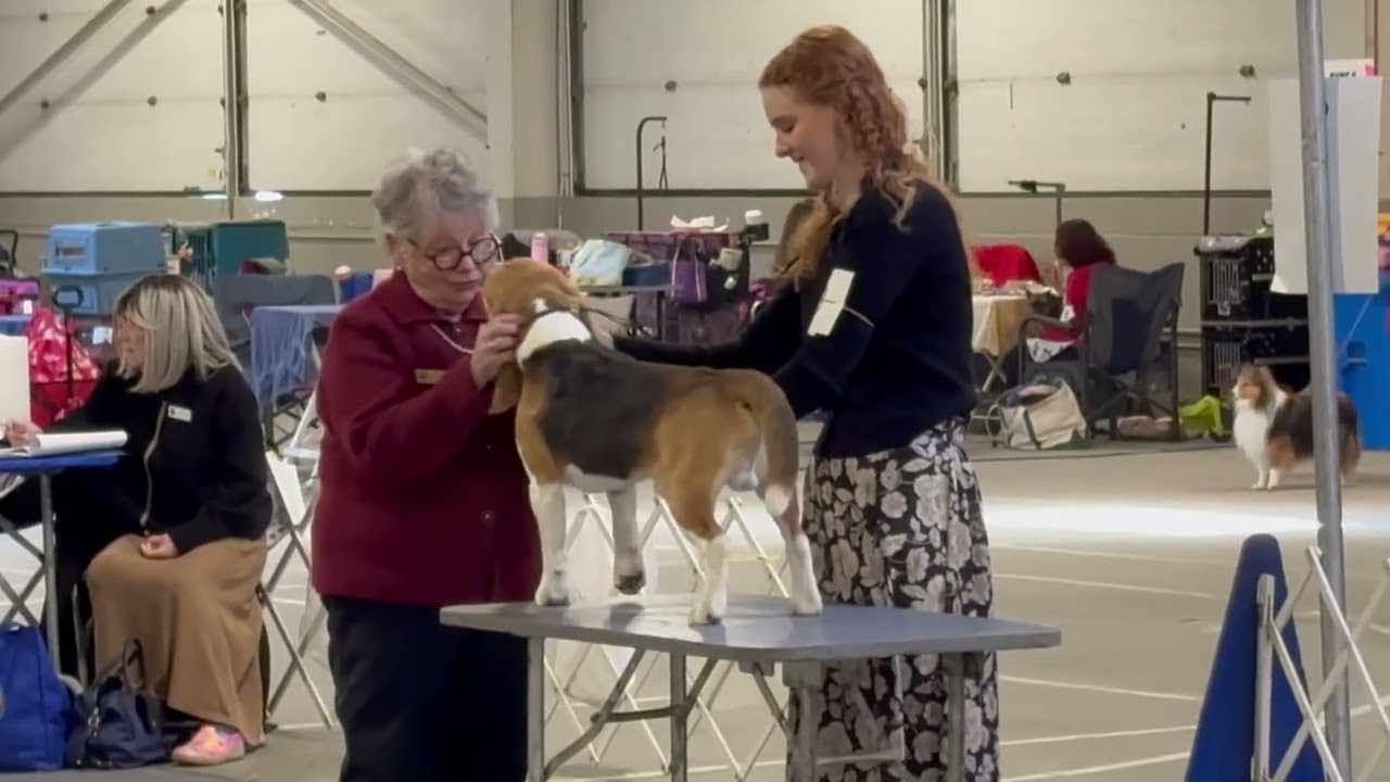 Cindy (1) - Jet - West Springfield Feb 2026 Dog Show