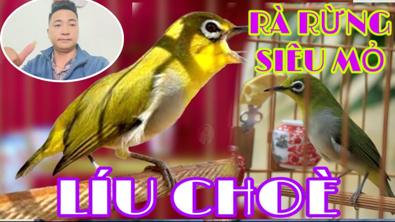 SIÊU MỎ LÍU CHOÈ— KHÔNG NGẬM ĐƯỢC MỎ CẢ NGÀY GIÓ RÉT—#chimcanhphuonghieu #thinhhanhyoutube #chimcanh