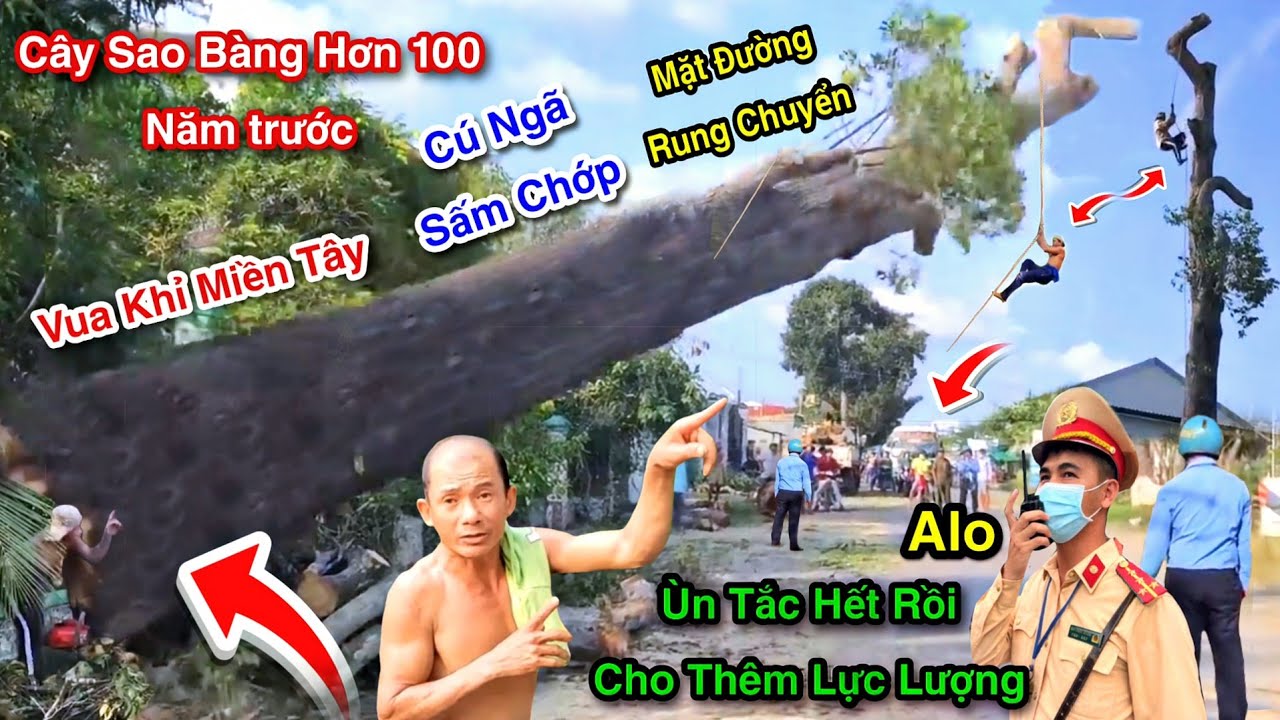 Tin Cực Sốc Mặt Đường Rung Chuyển Giao Thông Ùn Tắc Vua Khỉ Cưa Cây Sao Bàng Hơn 100 Năm Siêu Khủng
