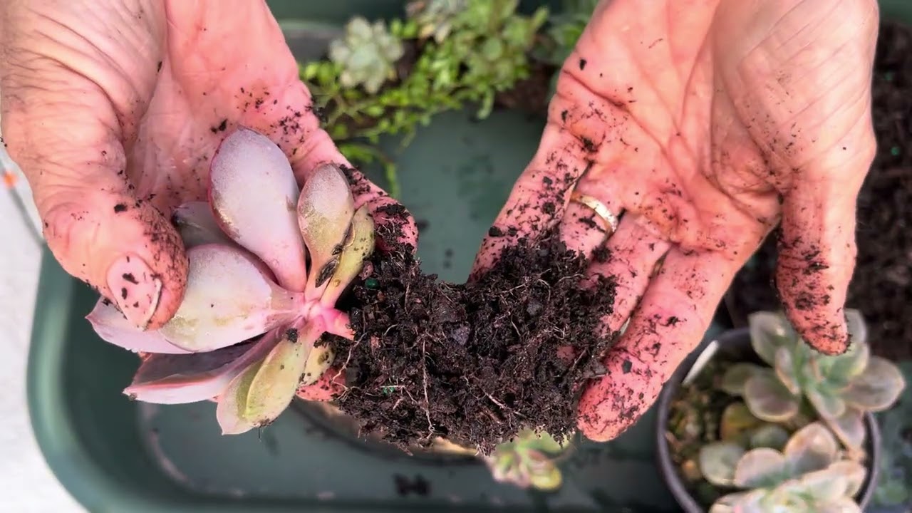 Living Wreath made with succulents and living moss! Super simple project!