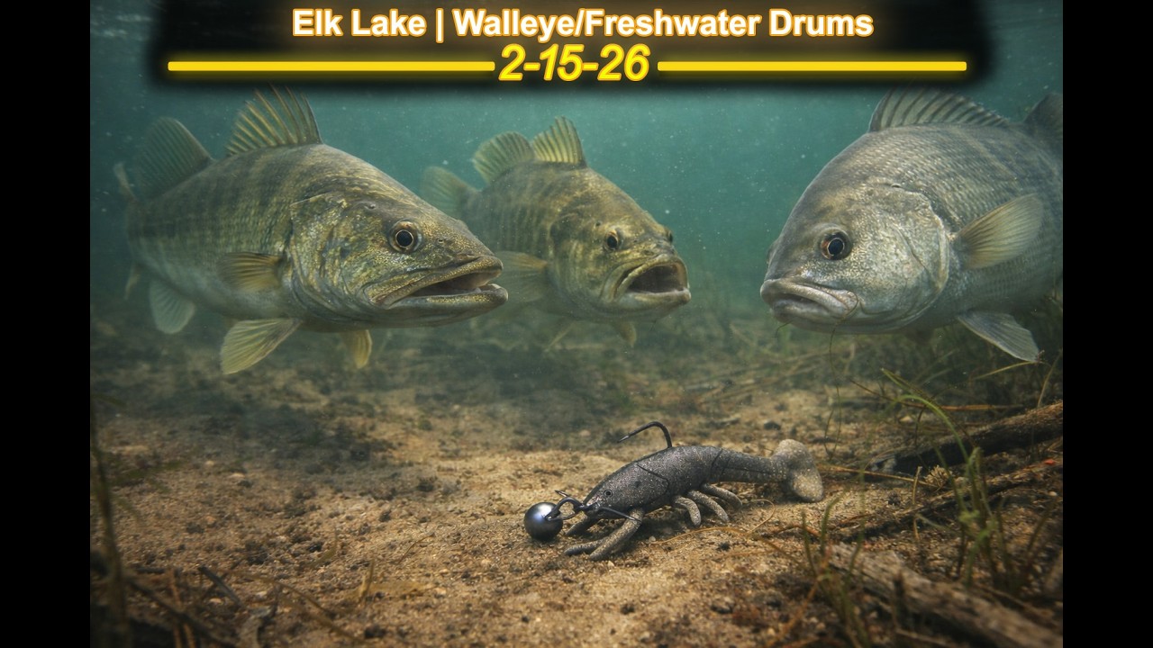 Russian Fishing 4, Elk Lake | Walleye/Freshwater Drums 2-15-26