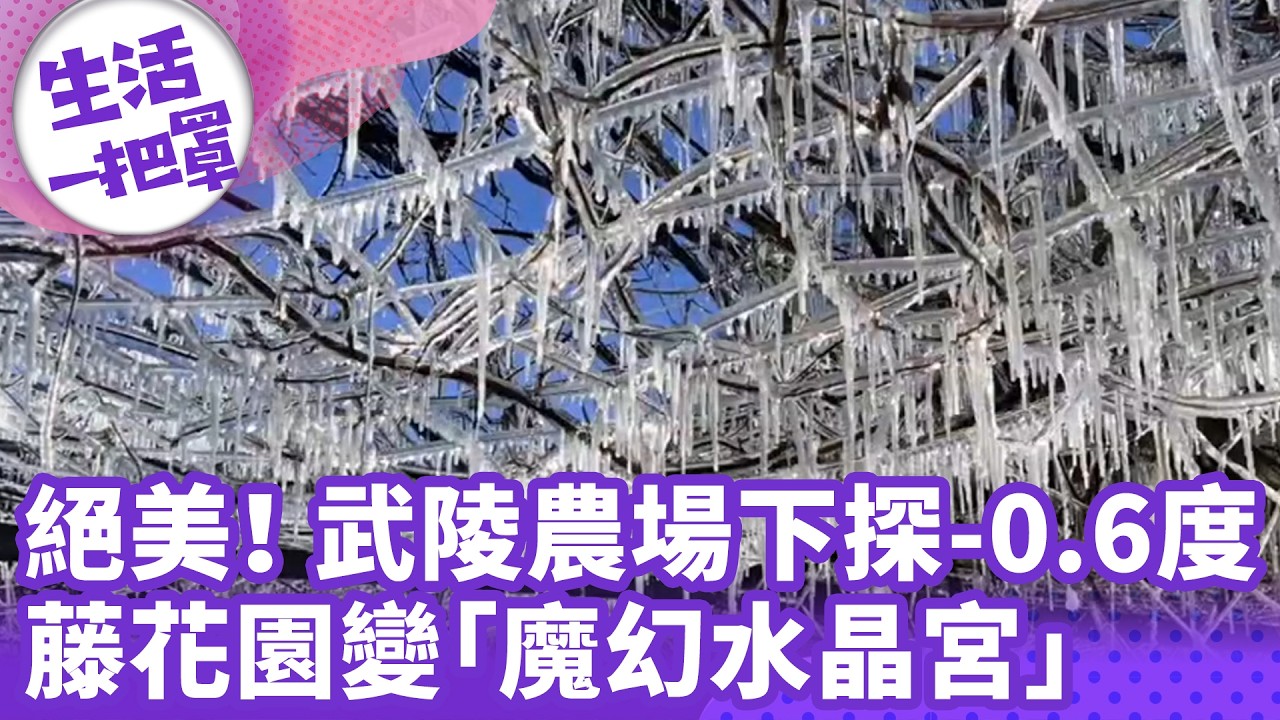 《生活一把罩》絕美！ 武陵農場下探-0.6度 藤花園變「魔幻水晶宮」