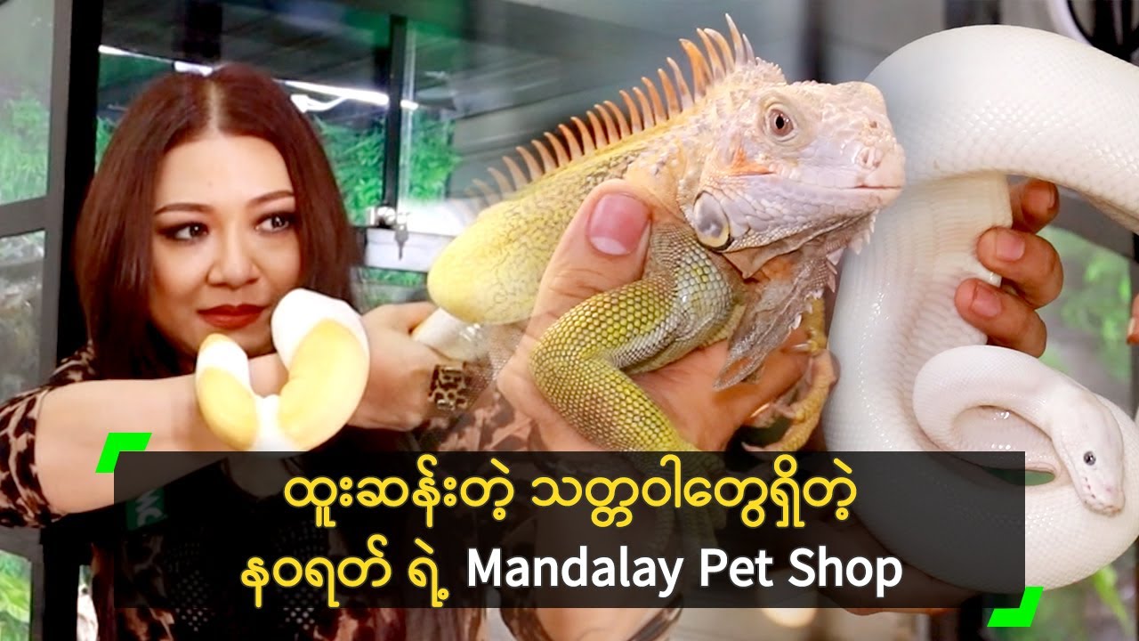 ထူးဆန်းတဲ့ သတ္တဝါတွေရှိတဲ့ နဝရတ် ရဲ့ Mandalay Pet Shop