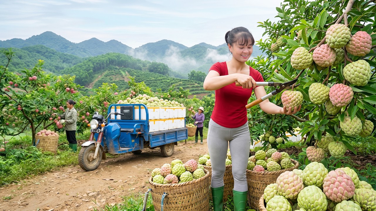 Harvesting 500KG+ Custard Apples | Massive Countryside Market Sale From Farm