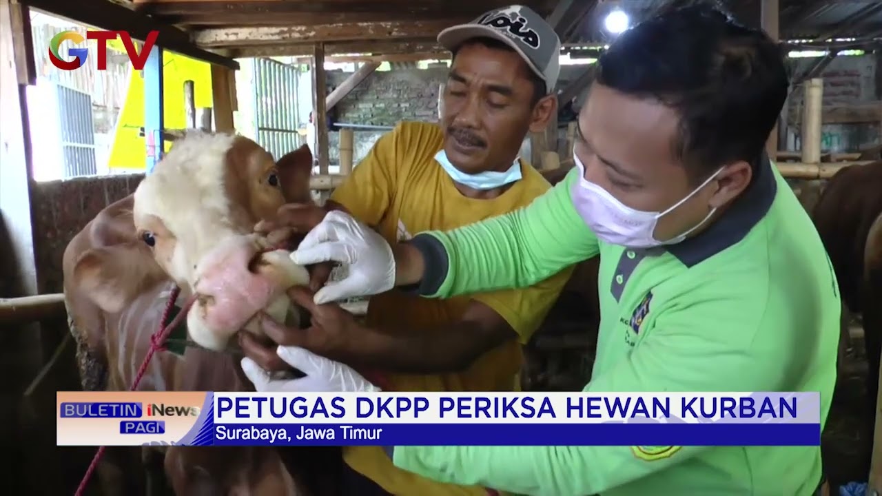 Cegah PMK, Petugas DKPP Surabaya Periksa Hewan Kurban #BuletiniNewsPagi 28/06