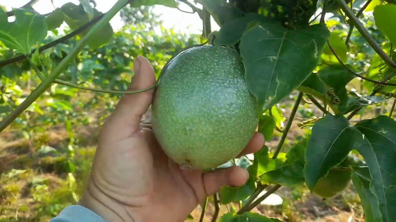Nutricion radicular especial para el cultivo de maracuya.